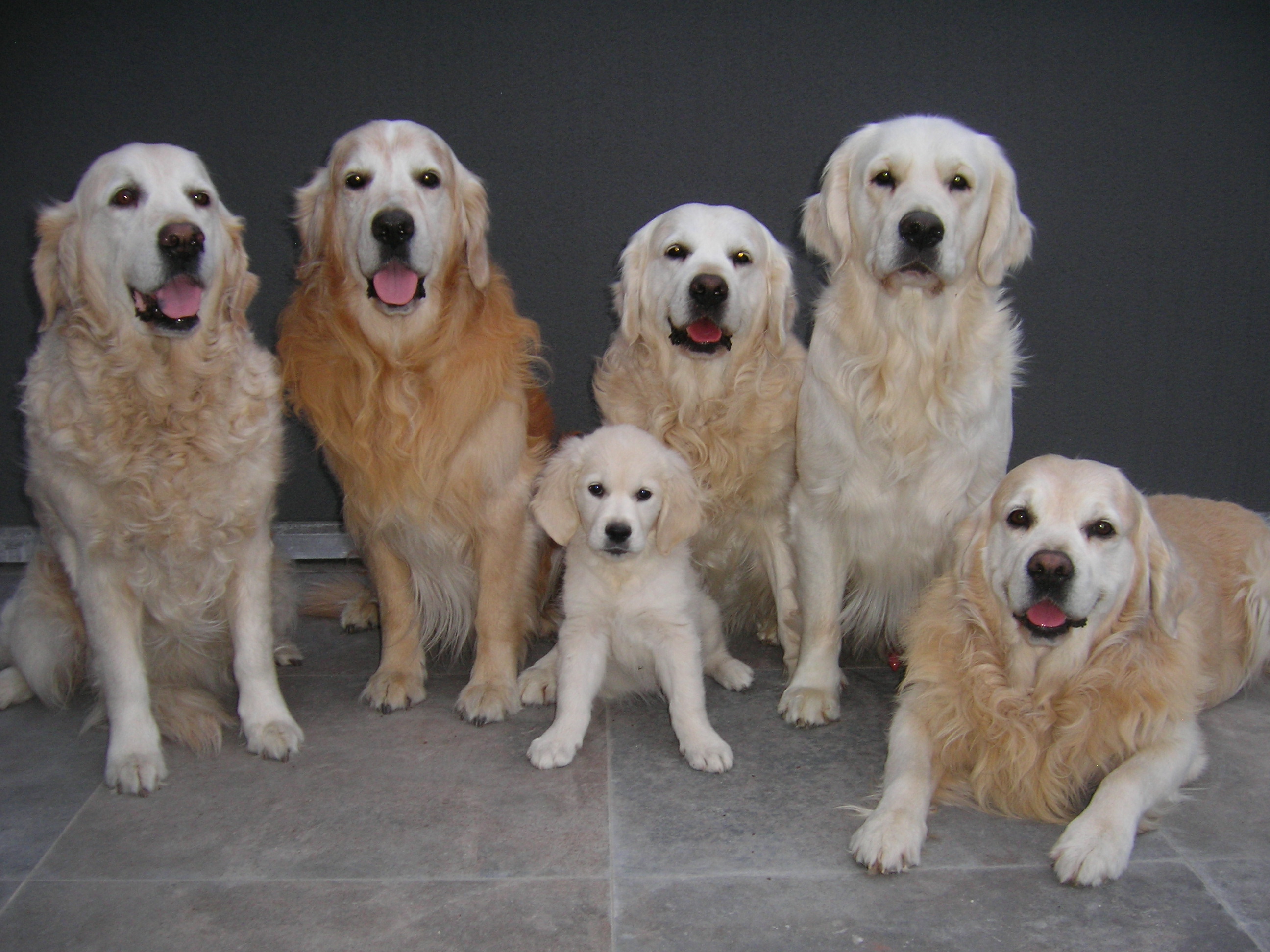 Golden retriever